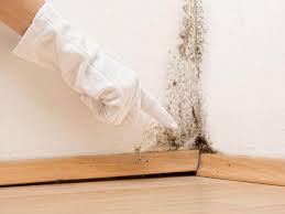 Best Attic Mold Removal  in Hamilton, TX